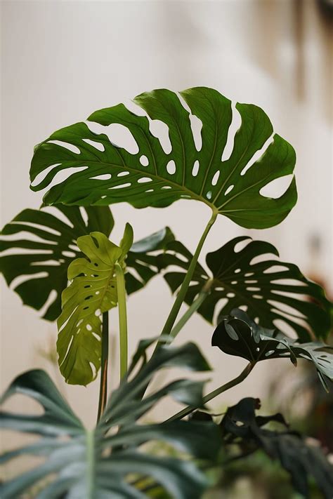 Monstera Leaf Monstera Plant Hd Phone Wallpaper Pxfuel