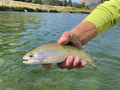 Fly Fishing the Kootenai River in Northwest Montana - Fly Fishing Waters