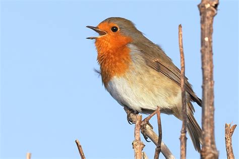 Robin P2010912 Another Shot Of The Robin At Rspb Dungeness Flickr