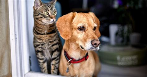 How To Keep An Eye On Your Pets When You Arent Home Petguide