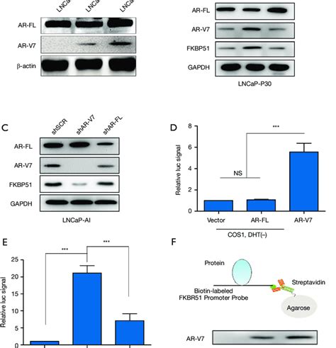 Transcriptional Re Activation Of Fkbp51 Depends On Ar V7 Not Ar Fl In