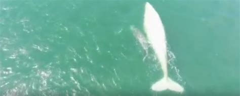 WATCH: A Huge Albino Whale Just Appeared Off The Coast of Mexico : ScienceAlert