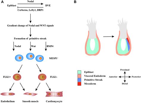 Embryonic Stem Cell Diagram