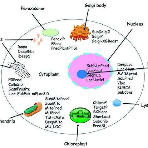 List Of Subcellular Localization Methods Download Scientific Diagram