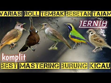 Masteran Kombinasi Cucak Jenggot Cililin Cucak Cungkok Gereja Tarung