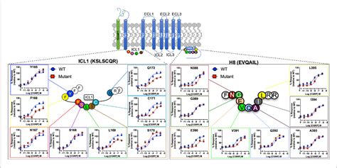 Figure 2 From The Role Of ICL1 And H8 In Class B1 GPCRs Implications