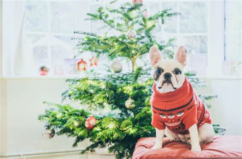 French Bulldog Christmas Tree Toppers | Christmas Mosaic