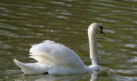 Cygne Gracieux Sauvagine Photo Gratuite Sur Pixabay Pixabay