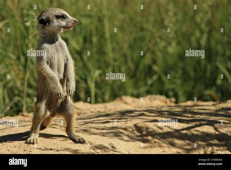 Meerkat Suricata Suricatta Young Standing Hind Legs Kalahari Meerkat