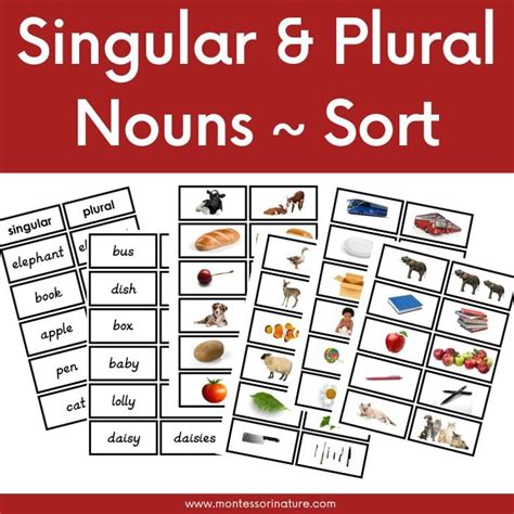 Plural Nouns and Singular Nouns Học Cách Phân Biệt và Sử Dụng Chính