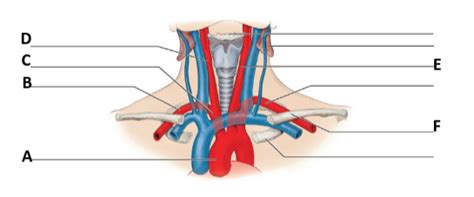 Formation Of Brachiocephalic Vein Diagram Quizlet