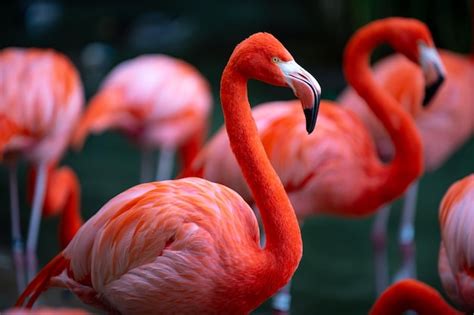 Premium Photo Greater Flamingo Phoenicopterus Roseus Colony Of Pink