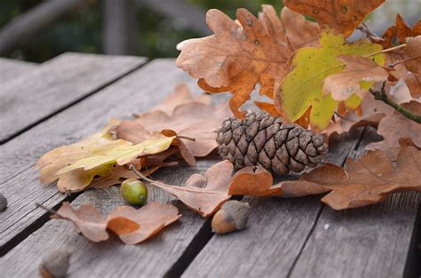 Nature Autumn Foliage Bump Cone Acorn HD Wallpaper Pxfuel