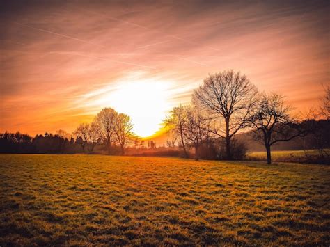 Premium Photo Bare Trees On Field During Sunset