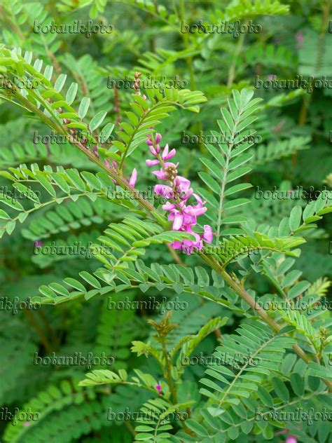 Image Common indigo (Indigofera tinctoria) - 462193 - Images of Plants ...