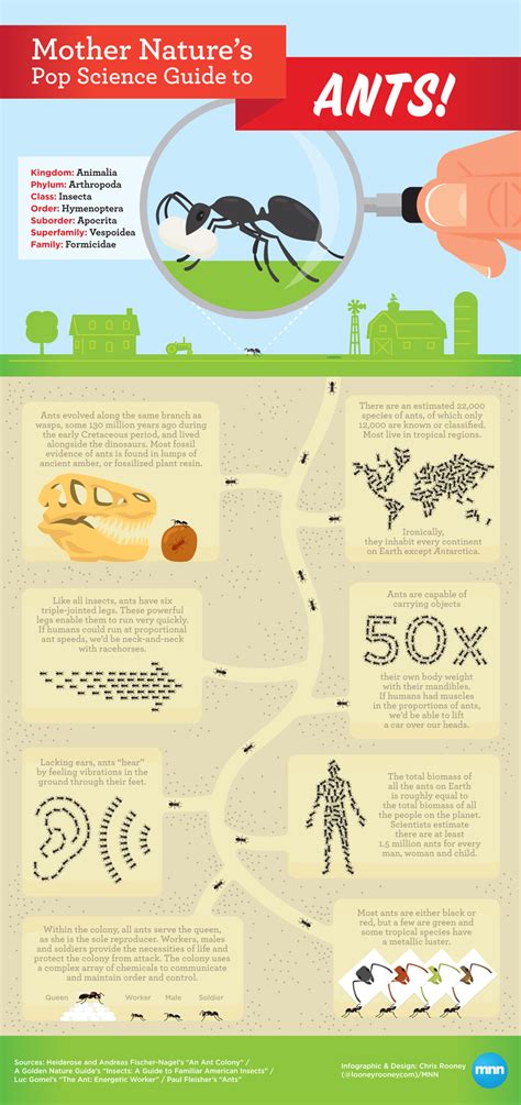 All About Ants Infographics Mania