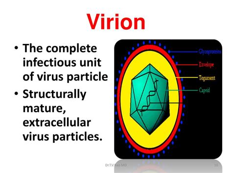 Ppt Medical Virology Introduction Powerpoint Presentation Free