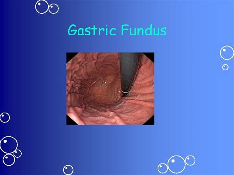 Digestive System Anatomy Physiology Digestive Processes Digestive Organs