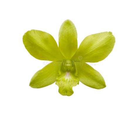 Green and purple orchid stock image. Image of orchids - 1118857