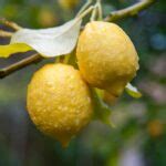 When to Prune Lemon Trees Australia – adpapa