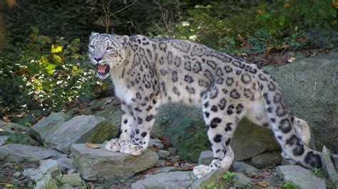 Snow Leopard Fact Sheet | Blog | Nature | PBS