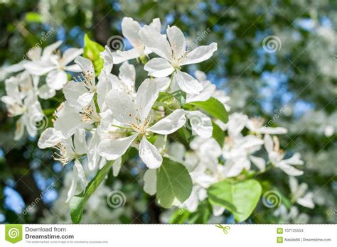 Rama De La Primavera Del Primer De Un Manzano Floreciente Con Las