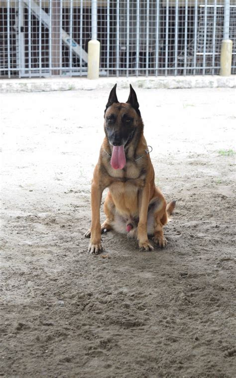 Prestes a se aposentar cães da Guarda Municipal do Rio procuram novo