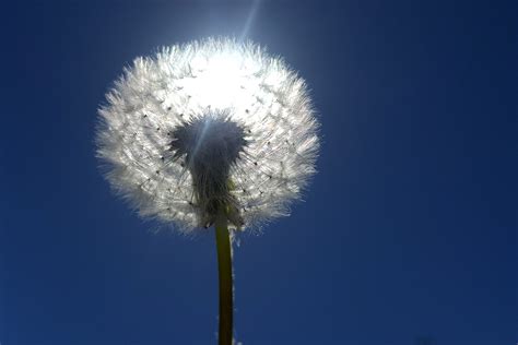 L Wenzahn Pusteblume Samen Kostenloses Foto Auf Pixabay Pixabay