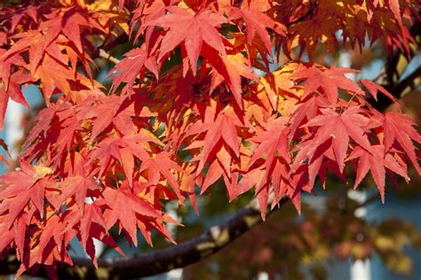 Blätter Im Herbst Rot Kostenloses Foto auf Pixabay Pixabay