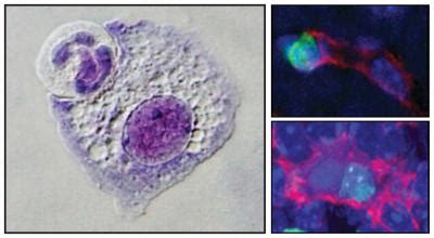 Microscopy Images Of Macrophag Image Eurekalert Science News Releases