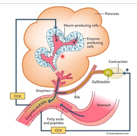 Physiology Of The Liver Pancreas Flashcards Quizlet