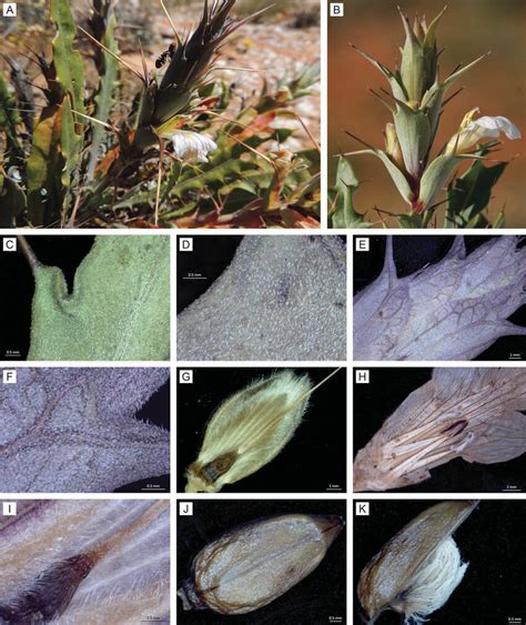 Acanthopsis Glauca A And B Habit C And D Leaf Indumentum Abaxial E And Download Scientific