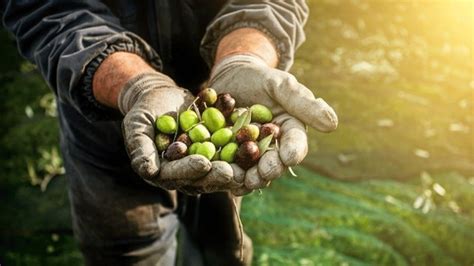 Marmarabirlik açıkladı 1 kg zeytin kaç lira İşte üretim maliyeti