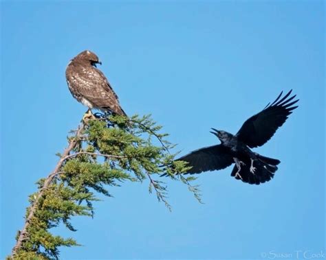 Why Do Crows Chase Eagles Or Hawks Ultimate Nest Protection