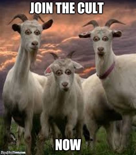 goats Memes & GIFs - Imgflip