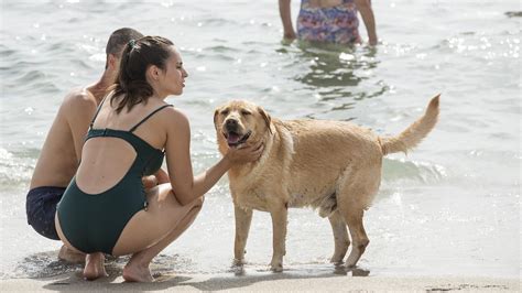 Playas Para Perros En Alicante Descubre Las Mejores Playas Caninas De