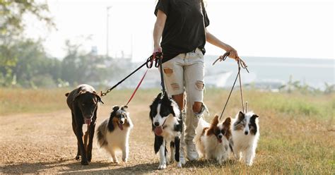 O Que é Um Pet Sitter 5 Passos De Como Ser Babá De Pet