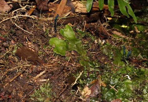 Investigadores En Brasil Descubren Especie De Hongo Azul Nica En El Mundo