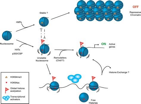 Acetylation Of Histone H3 At Lysine 64 Regulates Nucleosome Dynamics