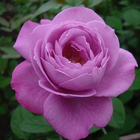 Rose 'Blue River' | 장미