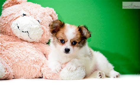 Papillon Puppy For Sale Near Columbus Ohio 0658a139 7ca1