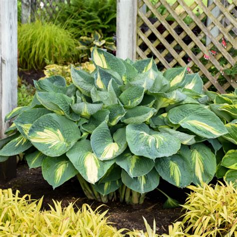 Hosta Hudson Bay Midwest Groundcovers LLC