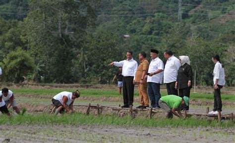 Kementan Dan Bapanas Ajak Stakeholder Sambut Panen Raya Indoposco