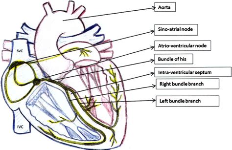 Heart Anatomy Electrical Pathway