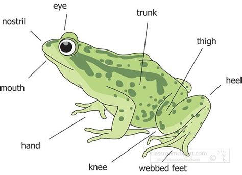 Frog Clipart Labeled External Frog Anatomy Clipart Illustration