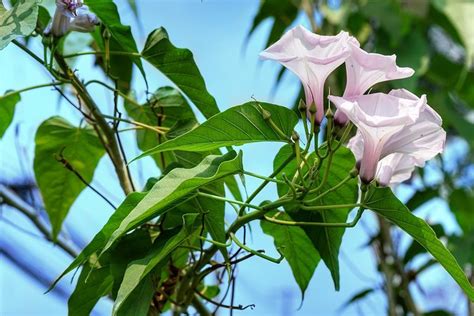 Menakjubkan Patut Untuk Dicoba Berikut Cara Menyemai Kangkung