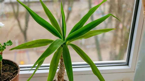 Causes Of Yellow Spots On Dracaena Leaves How To Fix Them