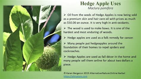 Hedge Apples Purpose