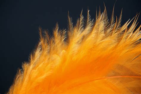 Orange Feather Meaning and Symbolism | Color Meanings