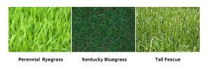 Comparing Perennial Ryegrass Kentucky Bluegrass Tall Fescue